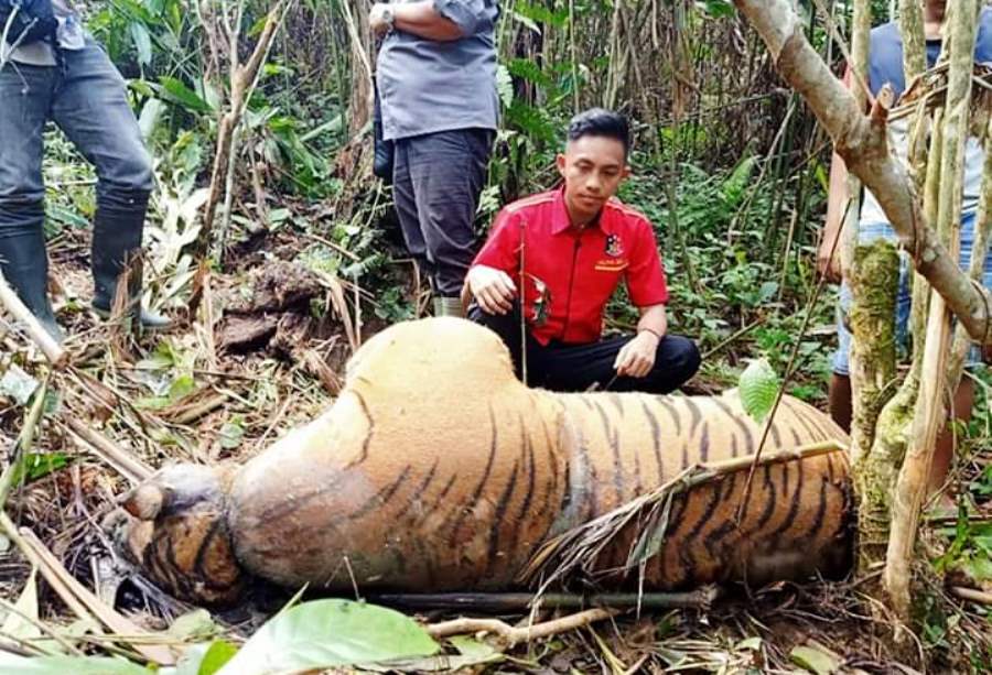 Harimau sumatra mati