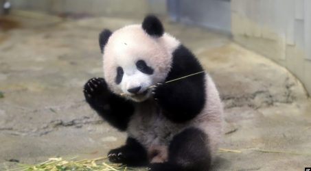 Panda xiang xiang