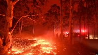 Kebakaran hutan di australia