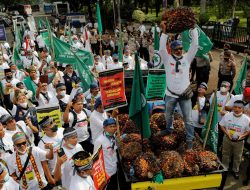Ratusan petani sawit tuntut Jokowi cabut pelarangan ekspor