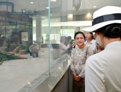Petualangan Unik Ibu Iriana di Negeri Panda: Kunjungi Chengdu Research Base of Giant Panda Breeding