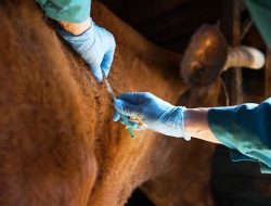 Mengenal Anthrax, Ciri dan Cara Mengatasi Bila Terpapar