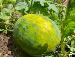 Buah Semangka: Ini Sejarah, Fakta dan Kandungan Vitaminnya