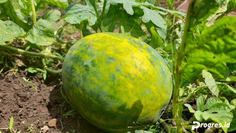 buah semangka