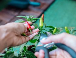 Penyakit Tanaman Cabe Saat Musim Kemarau dan Musim Penghujan: Penyebab dan Cara Mengatasinya