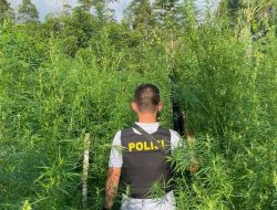 Polda Bengkulu Ungkap Penemuan Ladang Ganja Luas 1,5 Hektare yang Mengejutkan di Kabupaten Rejang Lebong