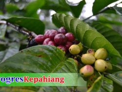 Sawit dan Kopi Kena Imbas UU Antideforestasi, Indonesia-Uni Eropa Saling Ancam