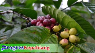 Sawit dan Kopi Kena Imbas UU Antideforestasi, Indonesia-Uni Eropa Saling Ancam