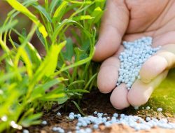 Ciri-Ciri Fisik Pupuk Anorganik Palsu: Panduan untuk Menghindari Produk yang Tidak Bermutu