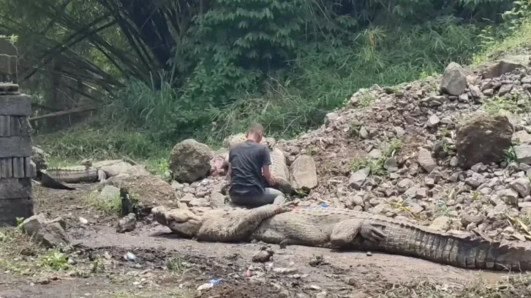 buaya yang berhasil diamankan petugas