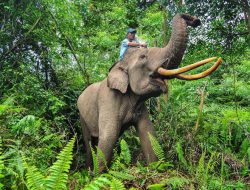 Menhut RJA Dorong Percepatan Restorasi Tesso Nilo, Utamakan Pemulihan Habitat Gajah Sumatera
