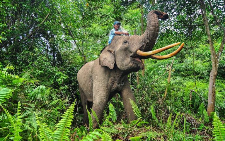 gajah
