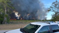 Tallahassee Diselimuti Kabut Asap, Kebakaran Hutan Mengganas di Florida