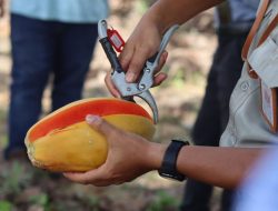 Dekat seorang yang memotong pepaya matang dengan gunting di lingkungan pedesaan luar ruangan.