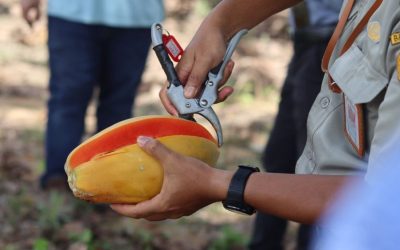 Dekat seorang yang memotong pepaya matang dengan gunting di lingkungan pedesaan luar ruangan.