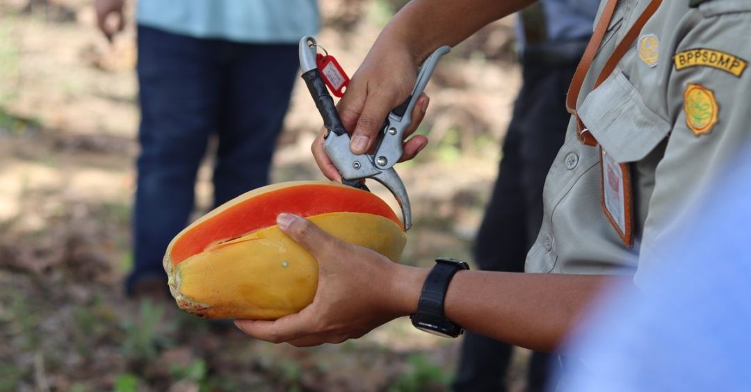 Dekat seorang yang memotong pepaya matang dengan gunting di lingkungan pedesaan luar ruangan.