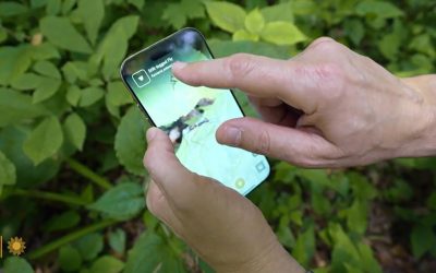 The iNaturalist app – Mixing science with fun