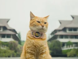 meong itb