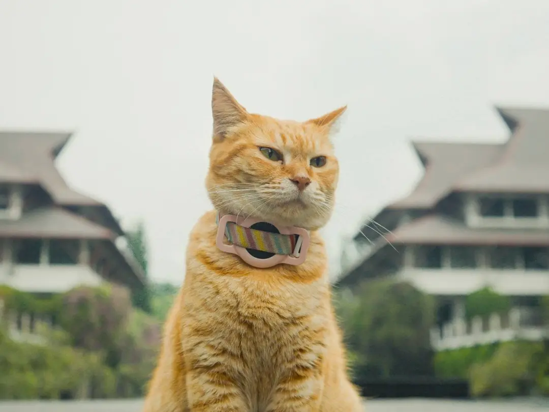meong itb