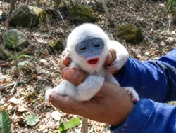 bayi surili