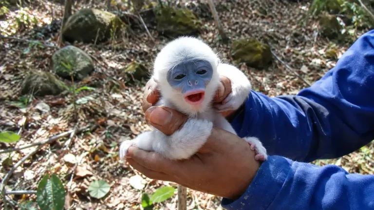 bayi surili